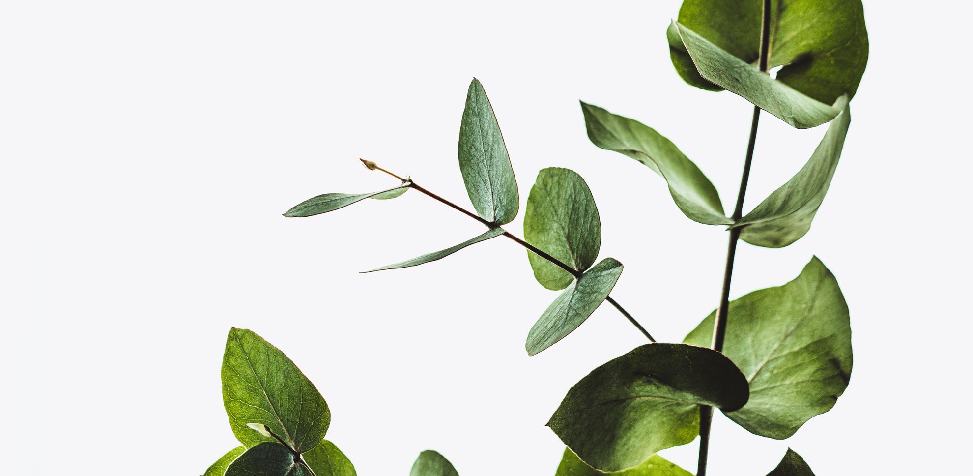 Plant on my desk is a friend - Featured image